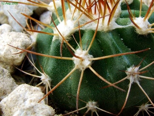 Melocactus _deinacanthus _GD50 _03